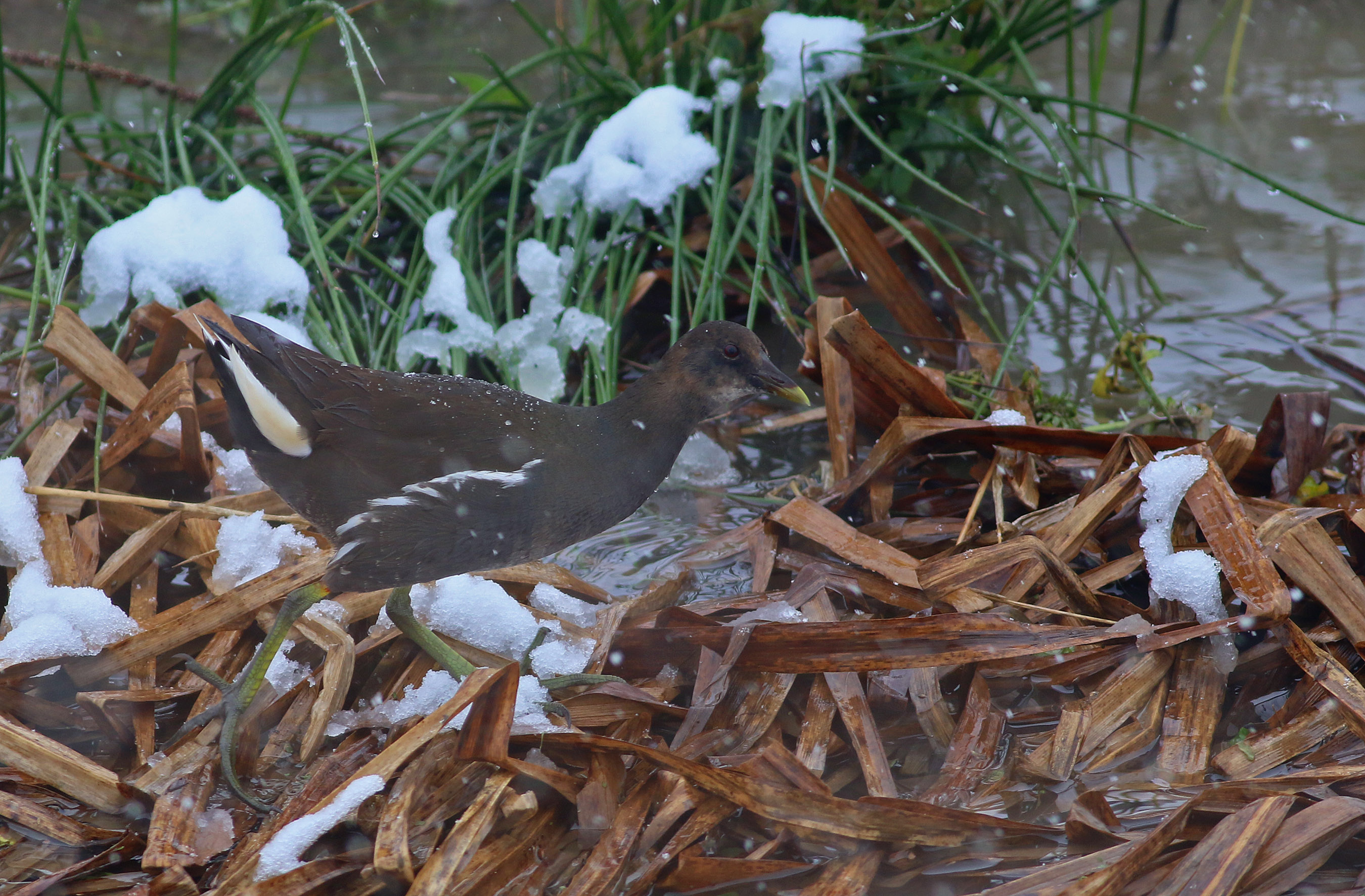 Eurasian Moorhen